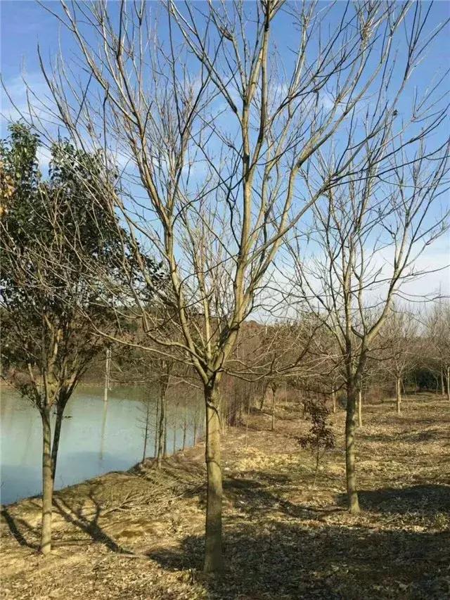 「苗木通新晋会员」湖州陈春耕：细节具体、价格适中、售后保障