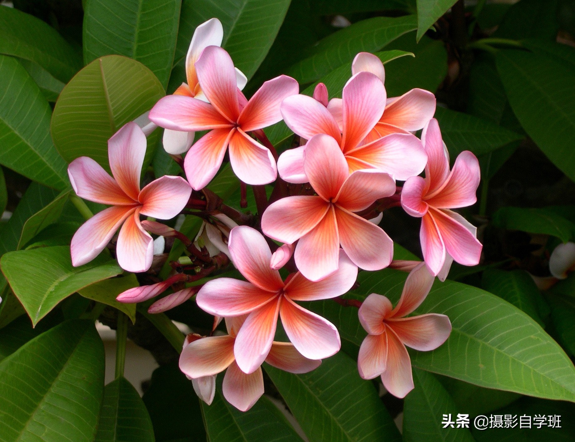 拍花朵的8个摄影技巧,拍花朵摄影技巧与方法图解