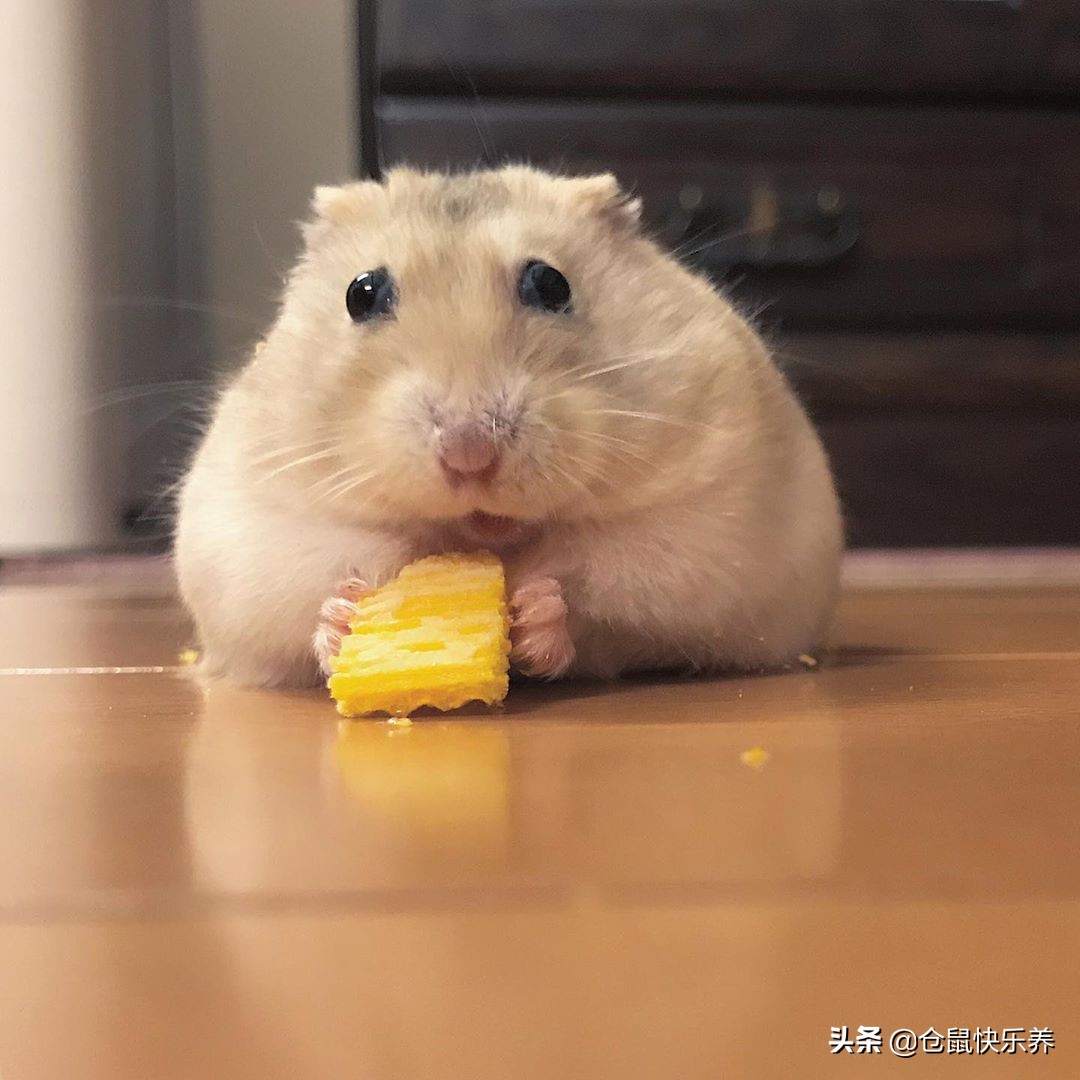 仓鼠也会挑食，不吃白菜改吃鼠粮后，鼠鼠表情萌化饲主