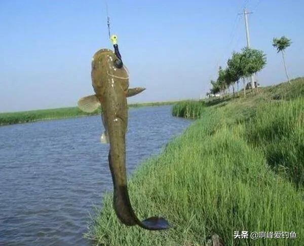 为什么钓鱼人讨厌鲶鱼,解锁鲶鱼钓鱼的乐趣只有钓鱼人懂