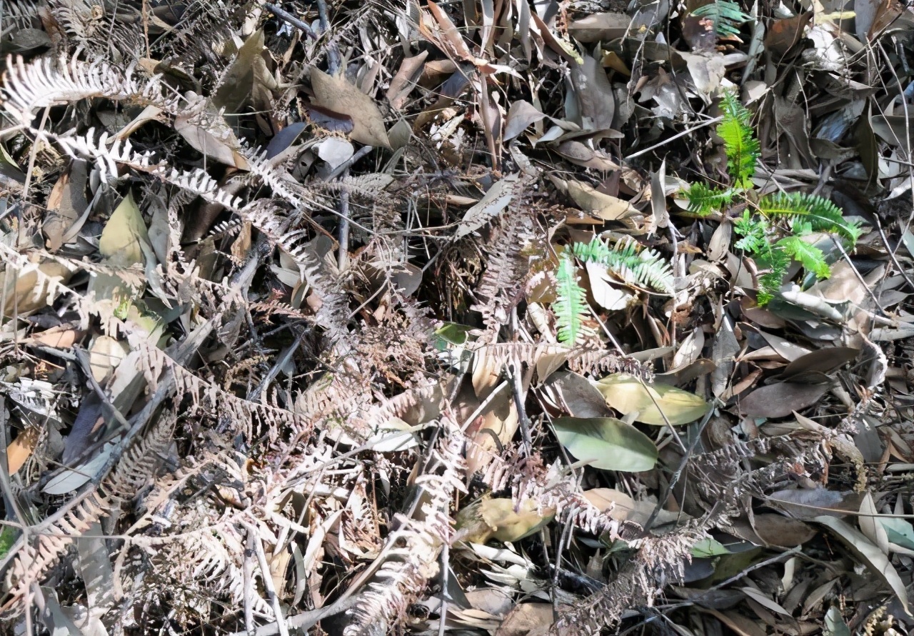 这草贼像“蜈蚣”，曾多到当柴烧，如今成了山珍