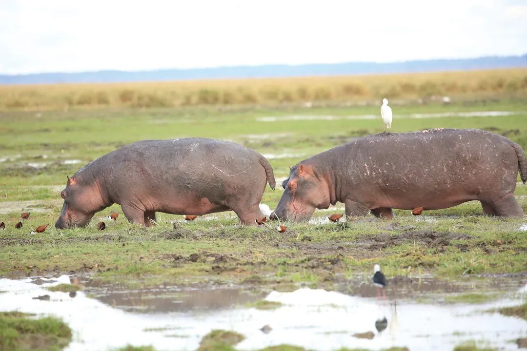 带女儿走进安博塞利国家公园，从野生动物身上收获“生命启蒙课”