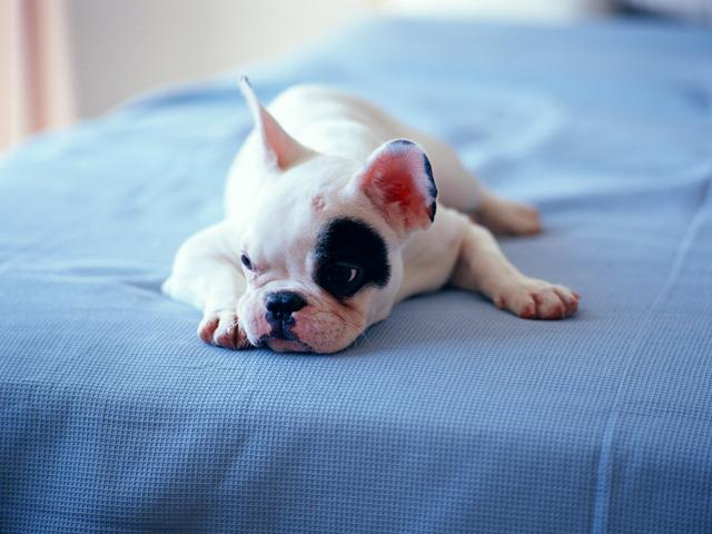 汪星人出现这8个动作，表示它在跟你求救