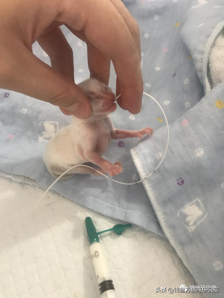 刚生的小猫母猫不在如何照顾,早产没长毛的小猫怎么救活