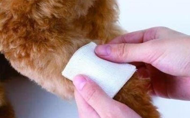 狗狗舔了自己的伤口怎么办,被狗狗舔到伤口超过24小时