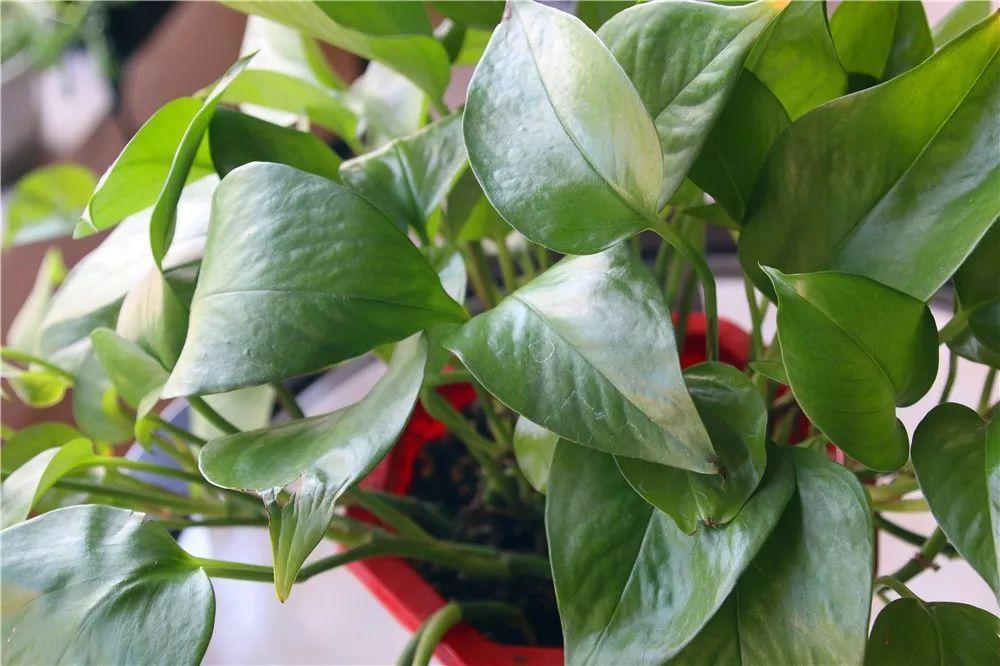 干枯栀子花换盆正确方法,栀子花老叶片怎么处理