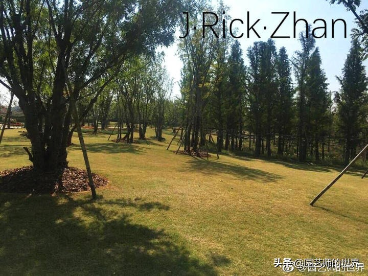 果岭草坪的种植养护方法及技巧,怎么种植一个可以躺的草坪