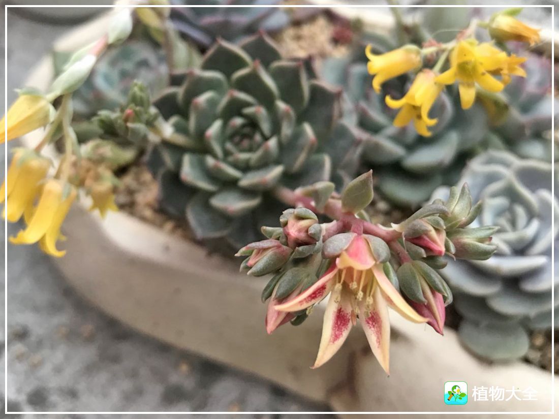 艾格尼亚多肉植物,多肉植物奥利维亚