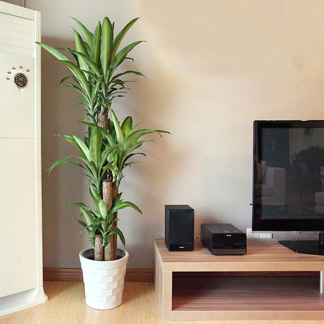 100种绿植大全,50种盆栽绿植花卉大全