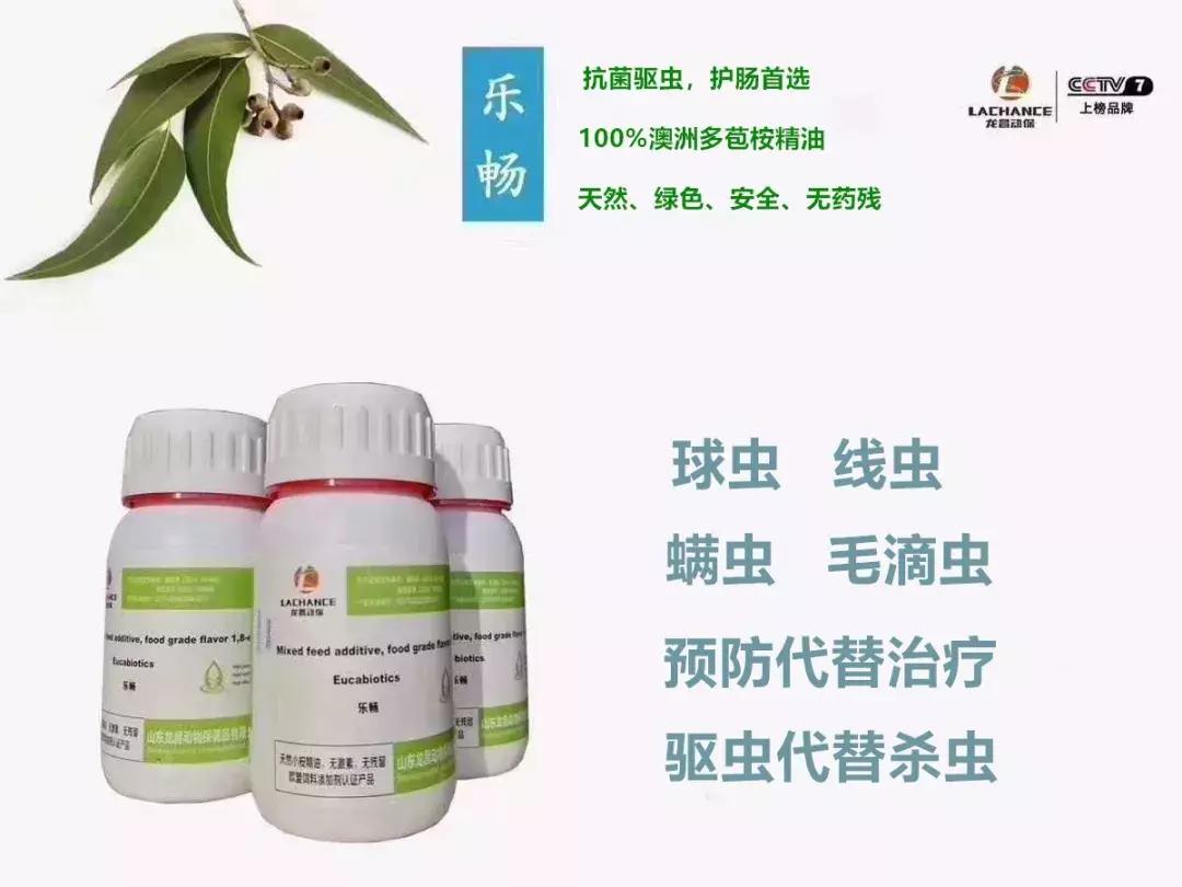 鸽子终身携带毛滴虫,高温高湿季节尤其严重,预防是重中之重