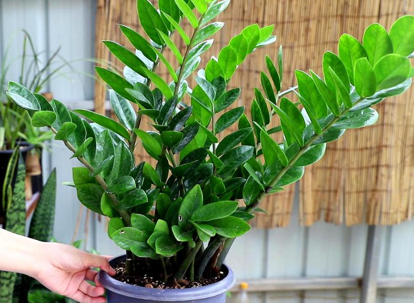 神仙水是不是智商税网红爆款,神仙水是不是智商税