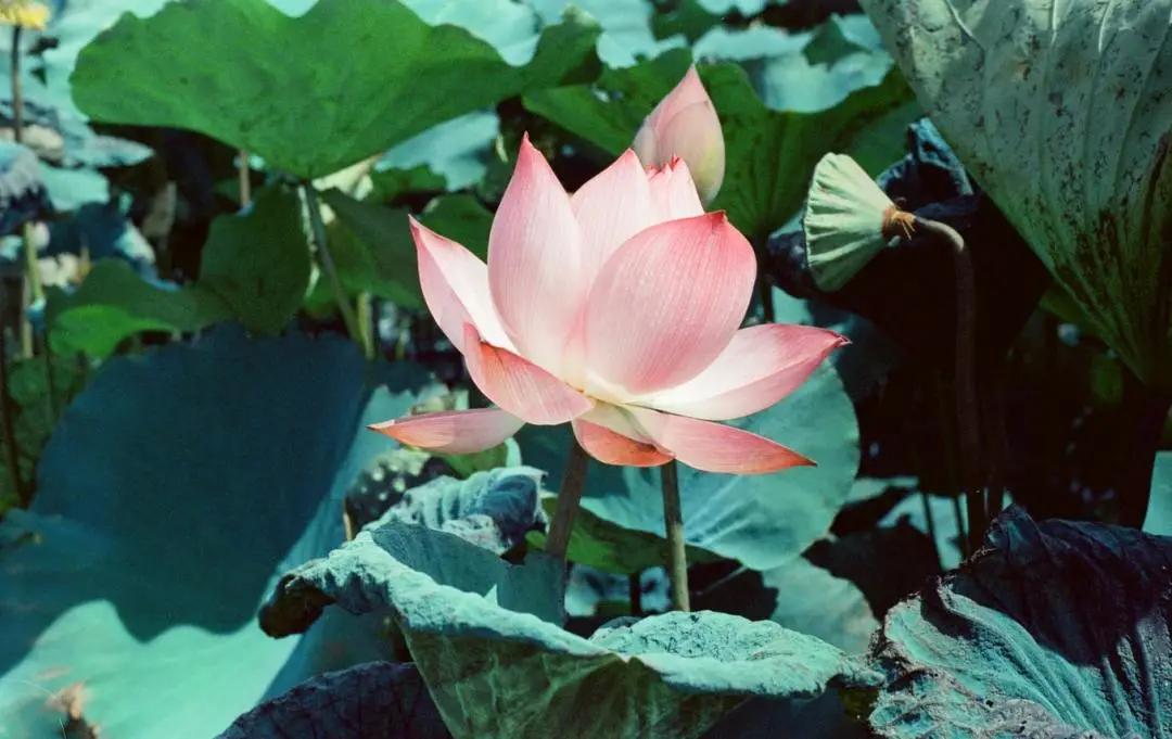 池塘里的“天然降脂药”，能吃能喝，能泡澡！还有这两个“养身宝”，你也别错过