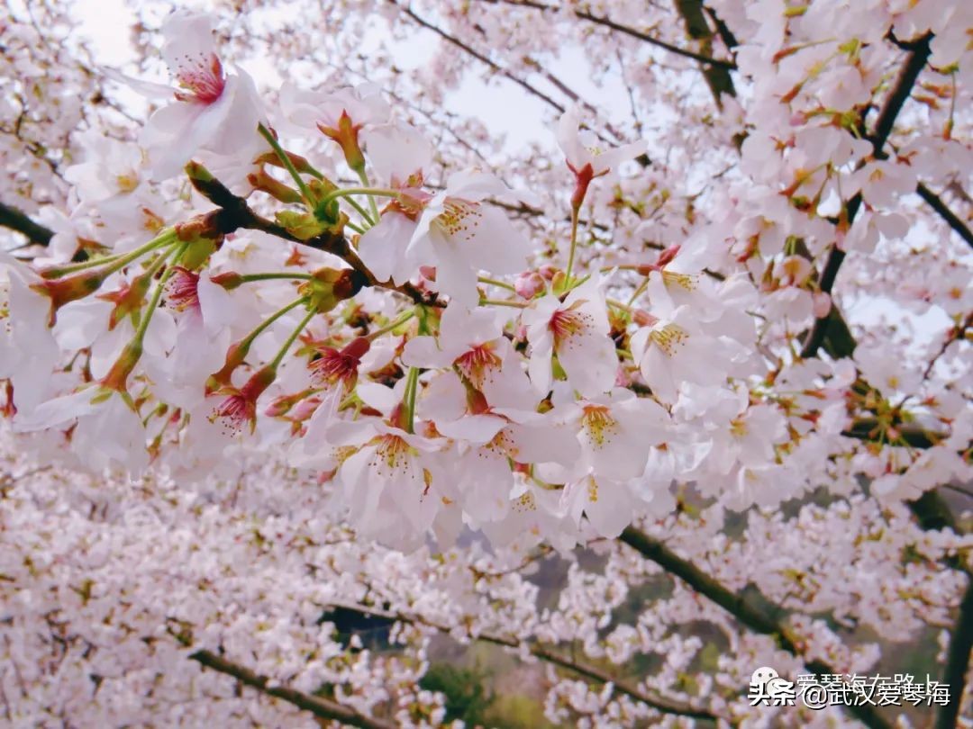 清凉寨樱花烂漫,清凉寨野景
