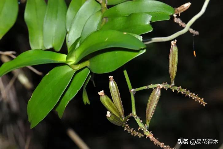 兰花国家级濒危珍稀物种布袋兰,国家保护植物兰花品种介绍