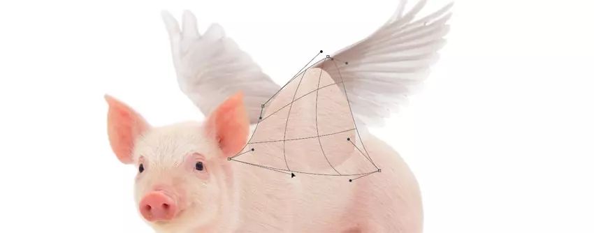 ps花仙子合成教程,ps合成狗狗教程