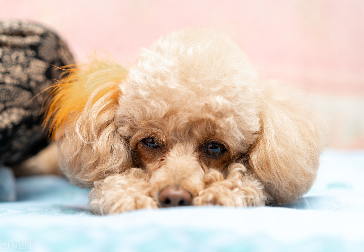 养狗须知狗狗总是不吃东西怎么办,养狗喂奶粉拉稀怎么办