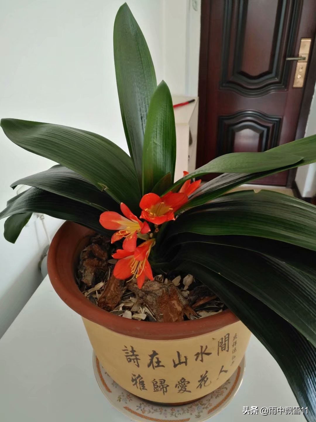 养君子兰的方法怎样管理才能开花,君子兰花芽分化后能用氮肥吗