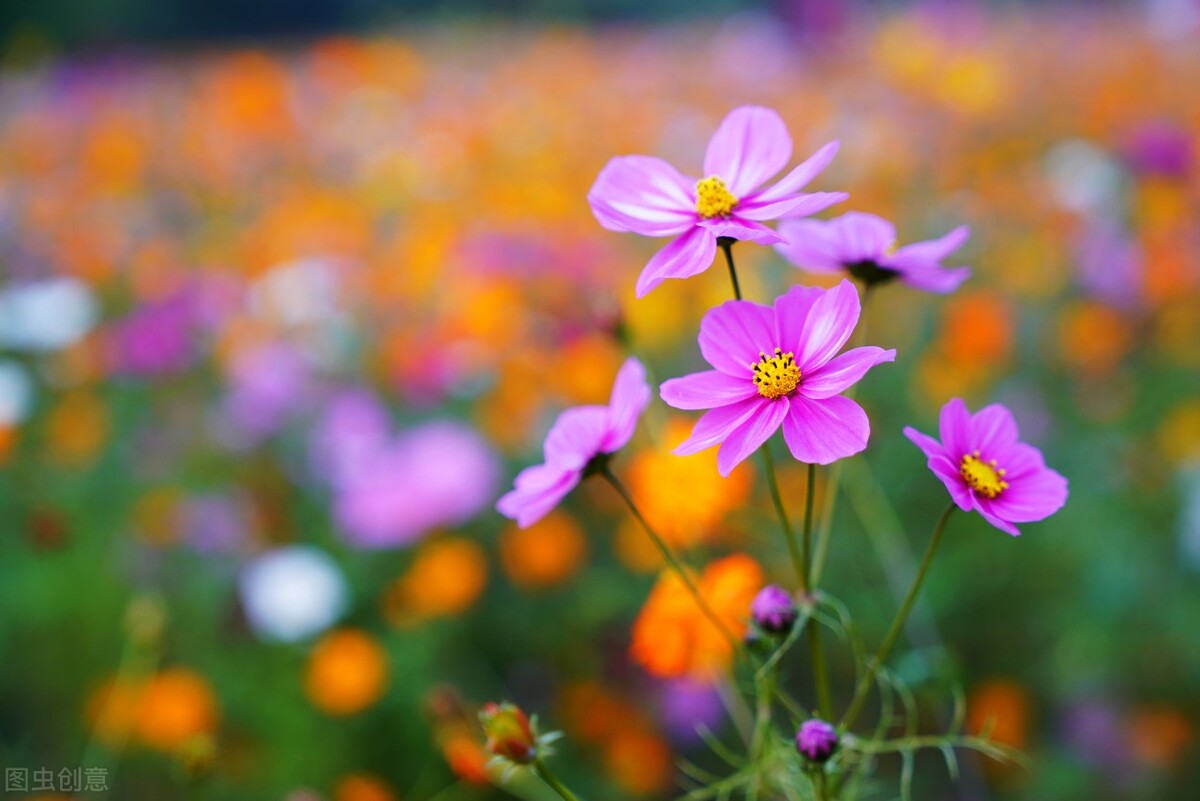 女孩子应该追寻自己喜欢的事吗,女孩子应该去做自己喜欢的事