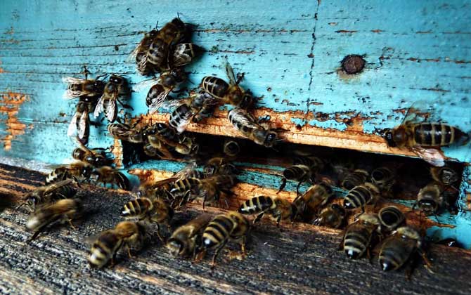 哈茨木霉菌防控蜜蜂病害,冬季蜜蜂怎么防病害的