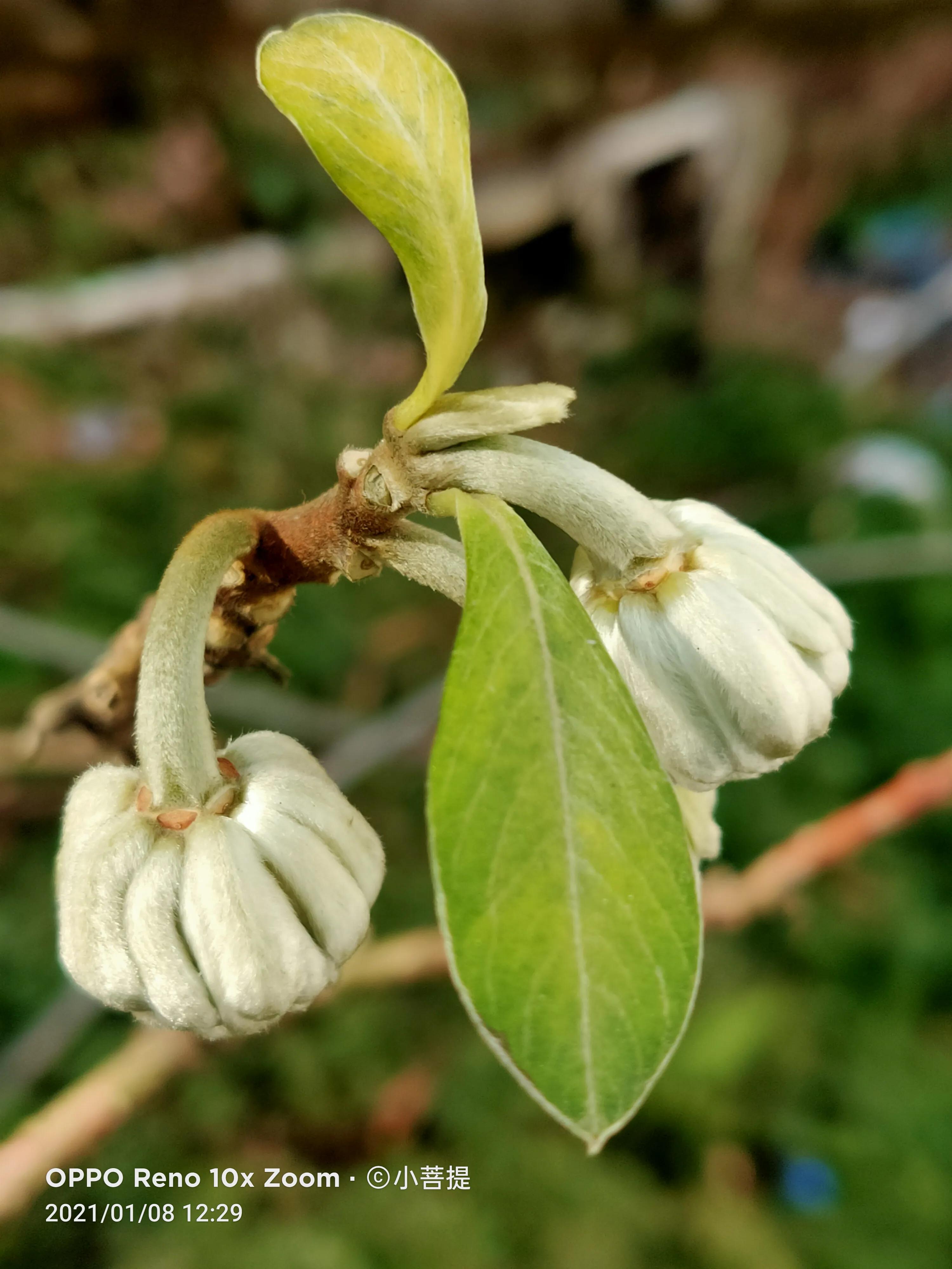 这就是爱情树,若在枝上打两个同向的结,就能得到甜蜜爱情和幸福