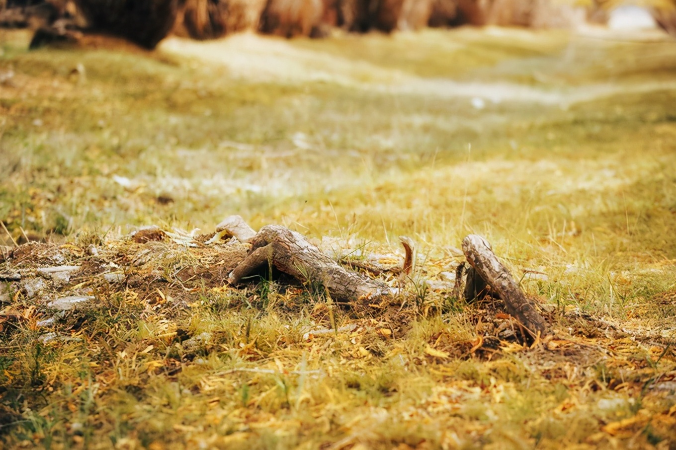 大美*疆新**，一个快递不包邮的地方，藏着不一样的异域风情