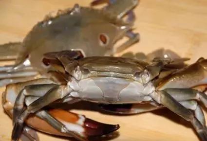 汕尾人吃海鲜,原来海边人是这样吃海螺的