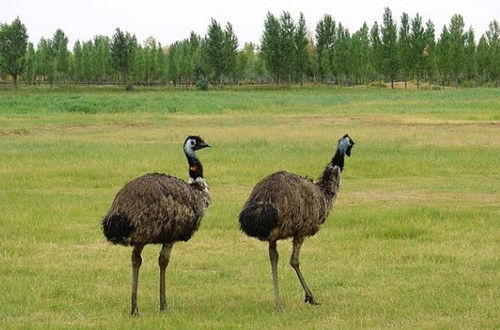 加盟项目受骗,加盟创业可以防止被骗吗