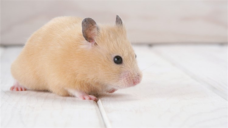 自制仓鼠磨牙工具,最好用什么给仓鼠磨牙齿