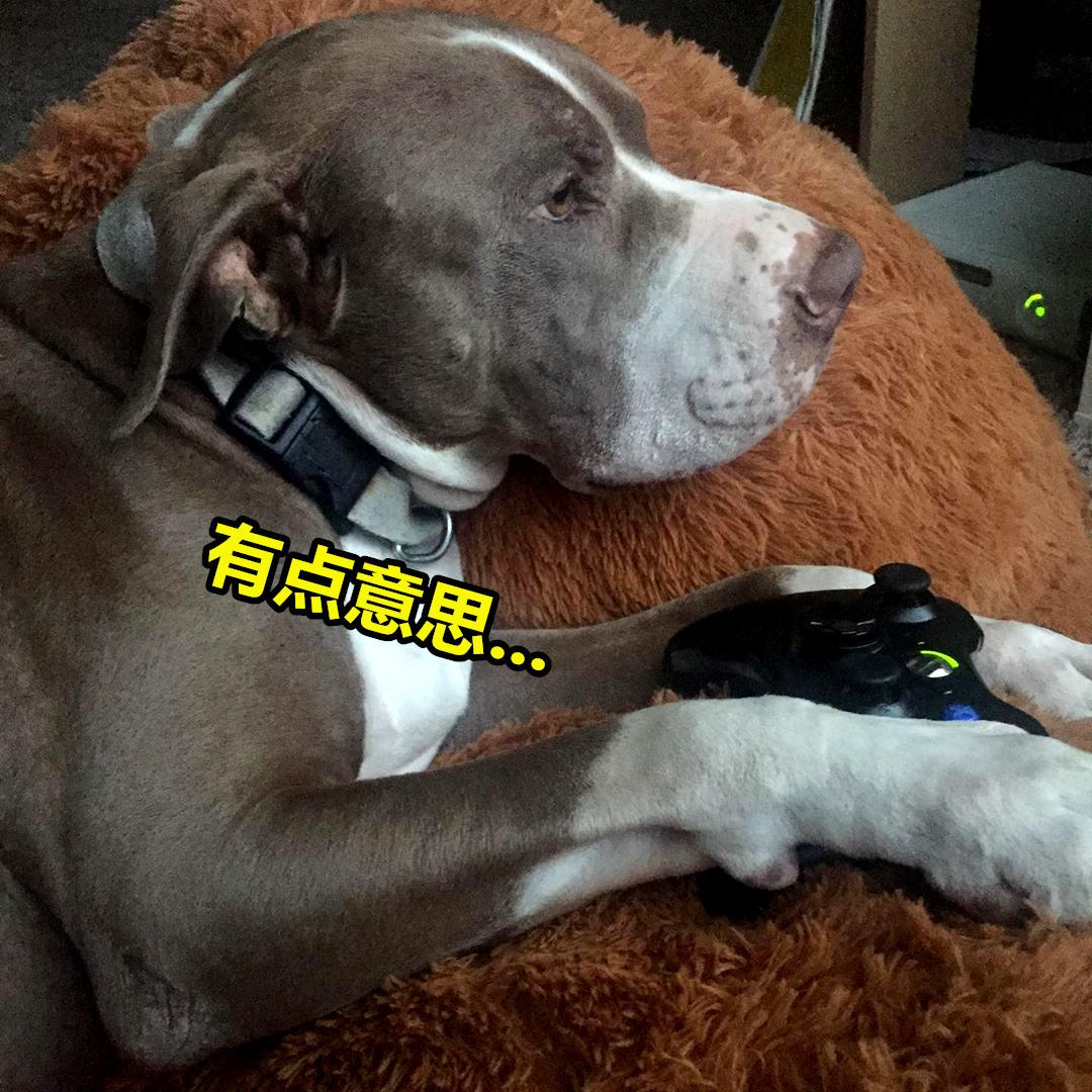 我的世界mc宠物生存合集,我的世界五个玩家喜欢的宠物