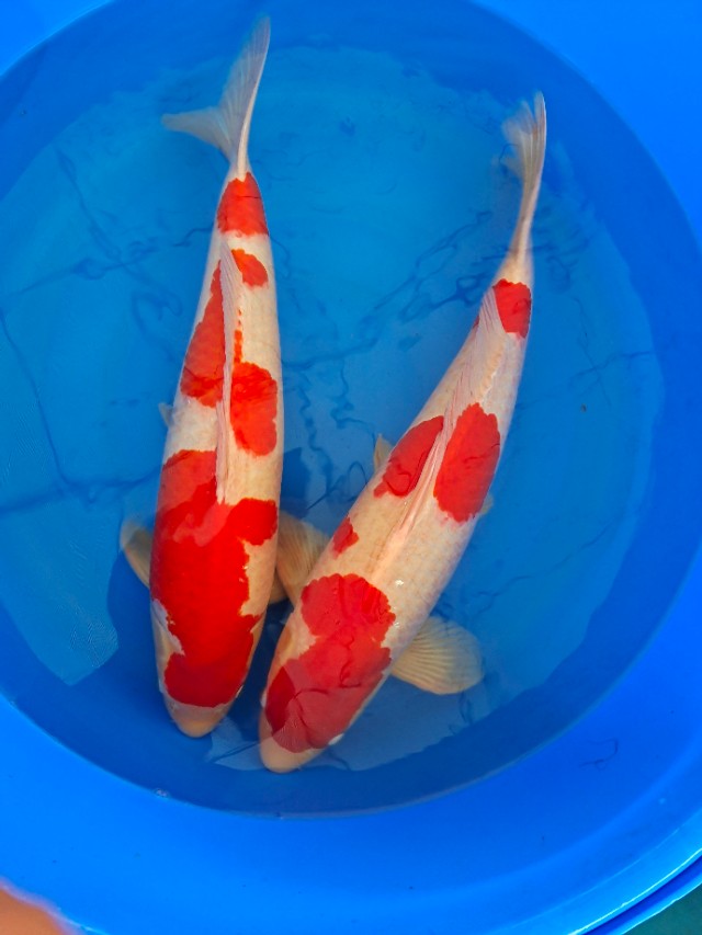 锦鲤起源与市场,锦鲤的发展趋势