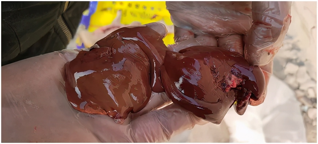 母猪胀气吐血死亡的原因,母猪产仔后猪胀肚急救