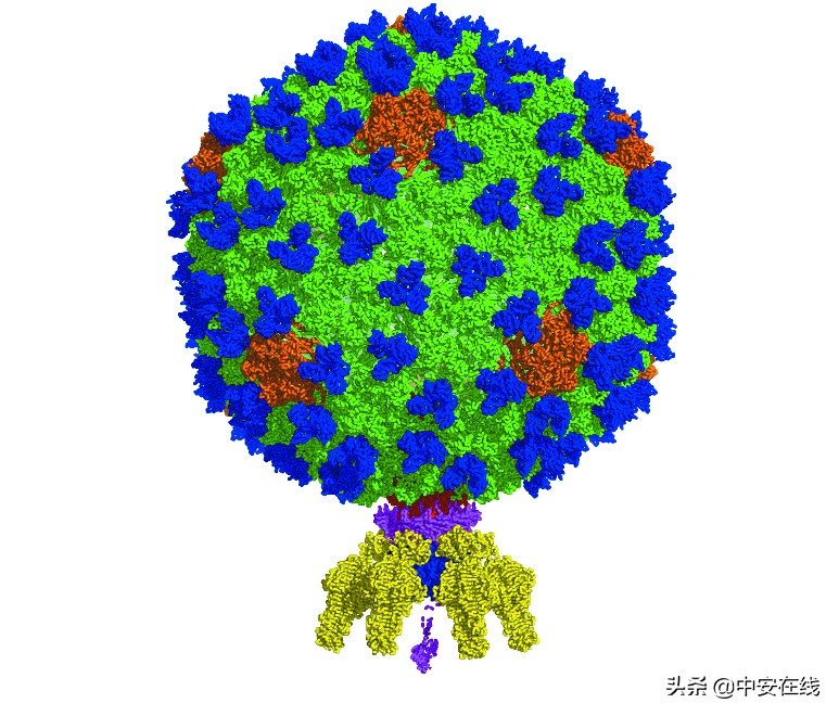 蓝藻绿藻最好的解决方法,蓝藻裸藻最好的解决方法