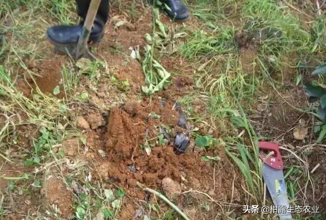 怎么判断柑橘树是黄龙病,如何防治黄龙病