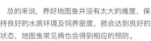 养地图鱼的正确方法,如何养好地图鱼