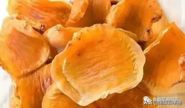 涨知识！鱼胶种类大全，不看亏大了！