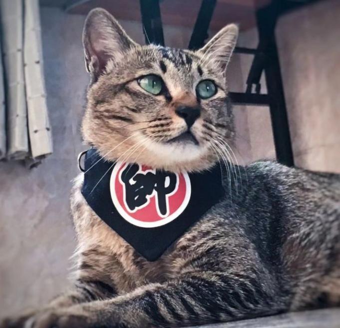 教你如何治猫癣,治疗猫癣的最有效办法