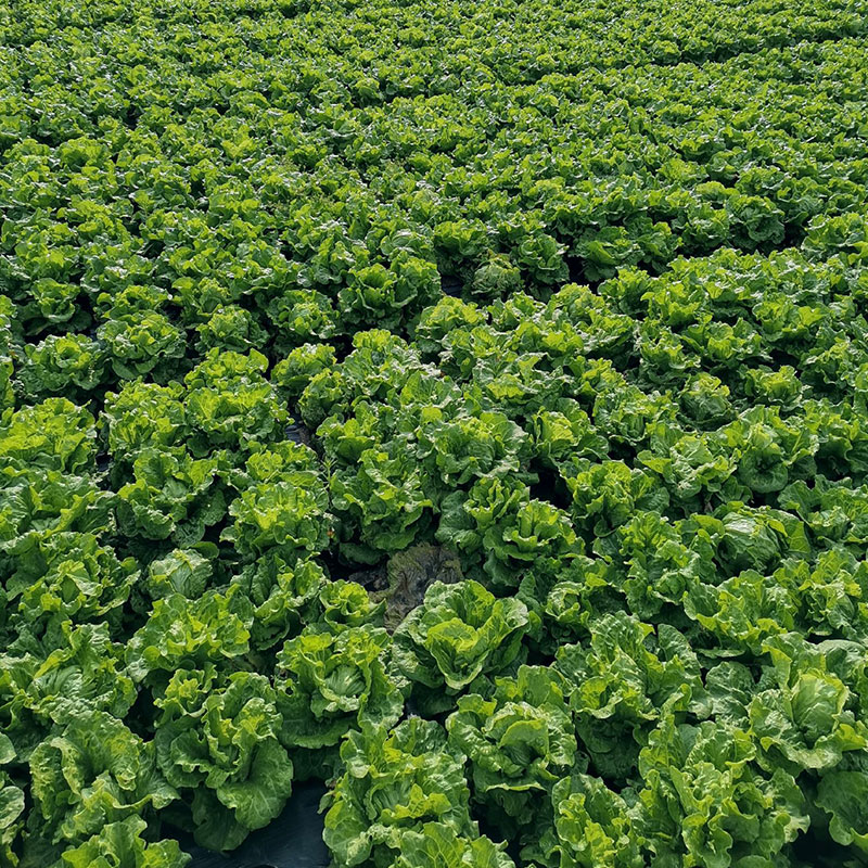 生菜基地都有哪些,推荐种植生菜的理由