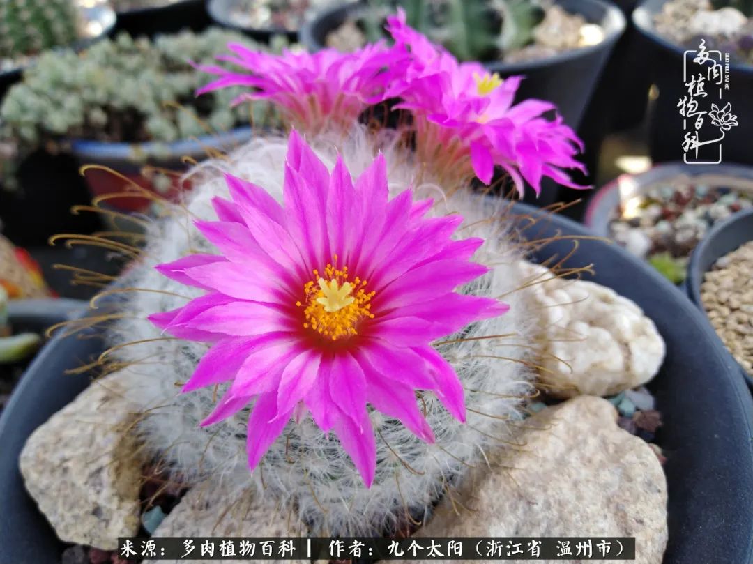 景天、球和龙舌兰，只要是多肉，都喜爱