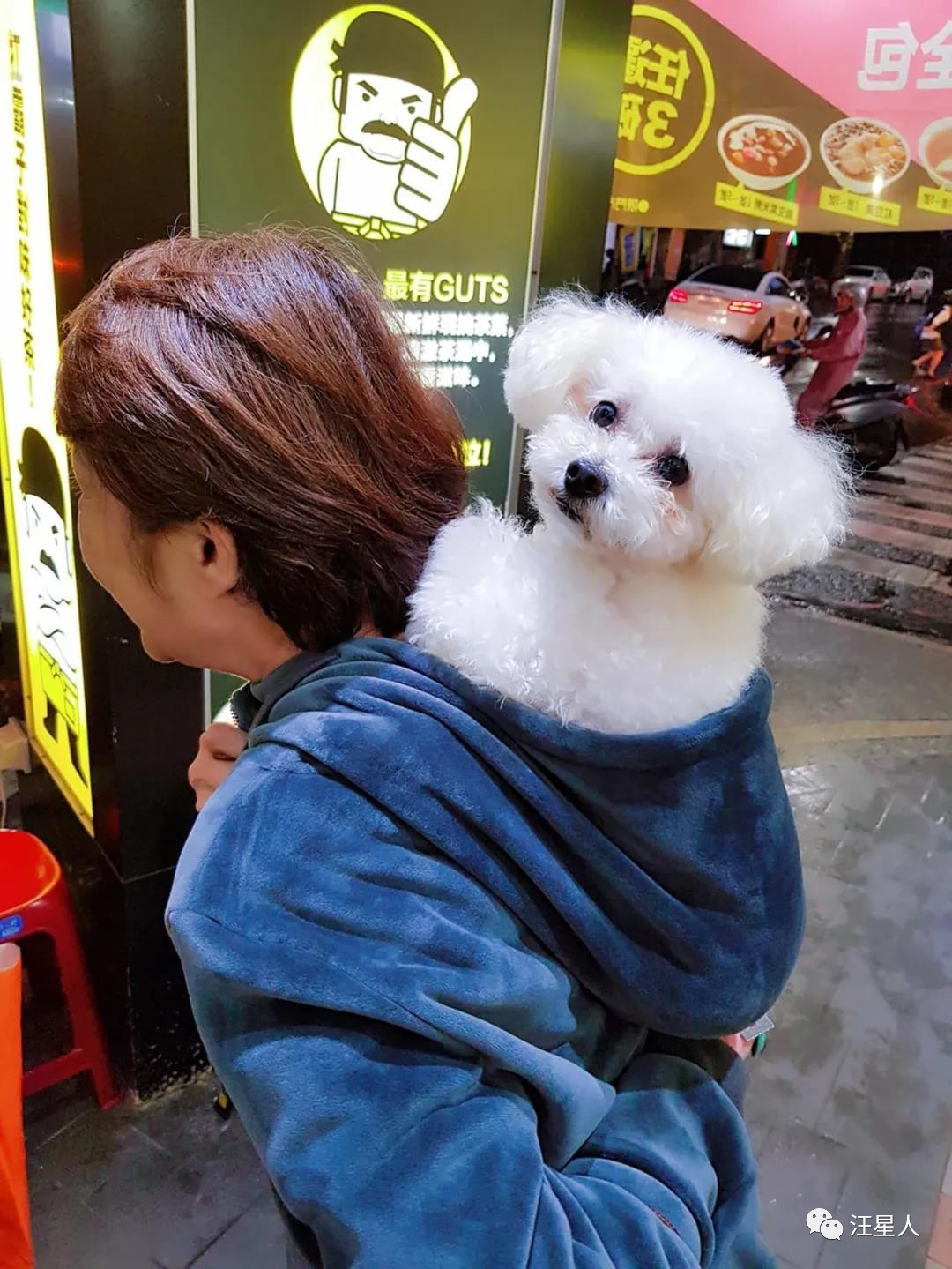 狗狗心脏病突发死亡需要多长时间,11岁的狗狗死了