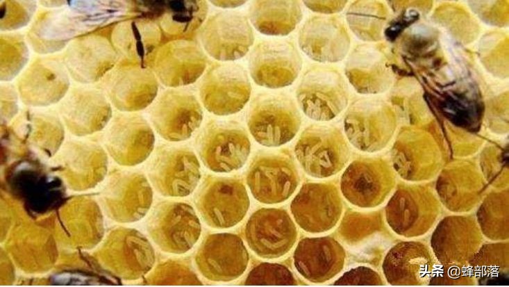 传统蜜蜂如何养才能强大,土养蜜蜂工蜂产卵怎么补救