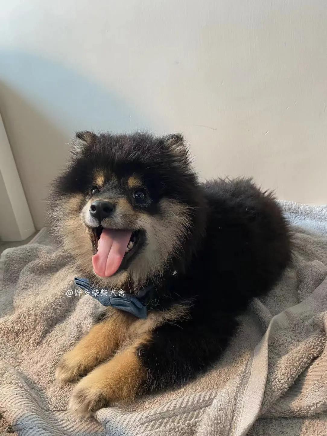 长毛柴是赤柴吗,长毛柴犬和短毛柴犬的区别