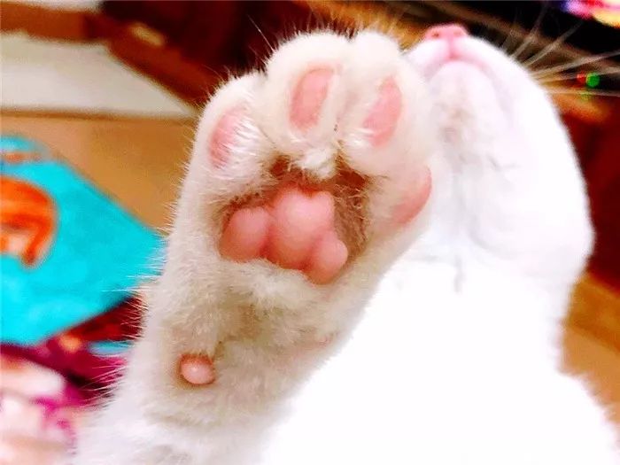猫爪辨别猫的性格,猫咪爪垫分辨性格准确吗