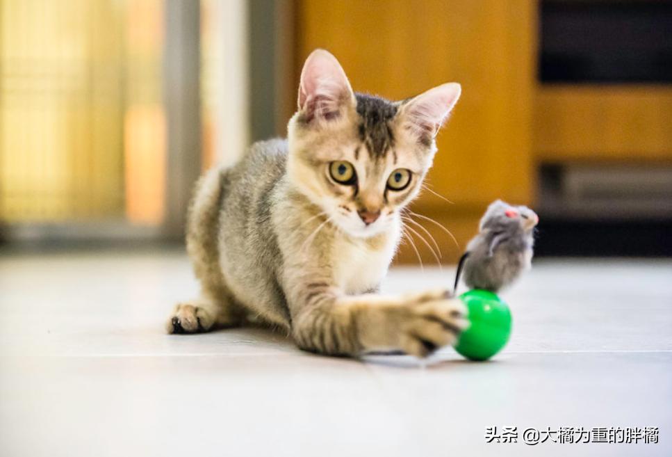 猫咪一到晚上就呕吐怎么办,猫咪晚上闹腾怎么解决