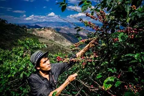 云南怒江秘境咖啡,怒江傈僳族咖啡