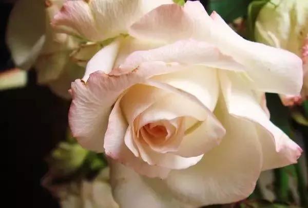 每天学习一点点——100种玫瑰品种科普