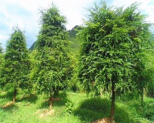 红豆杉树苗推荐,现在红豆杉行情