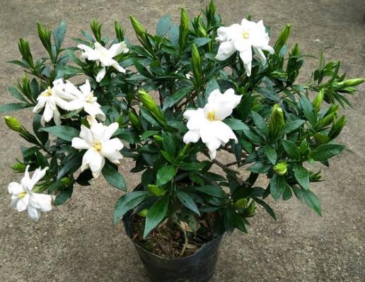 栀子花黄叶是什么原因如何解决,栀子花黄叶是什么原因如何处理