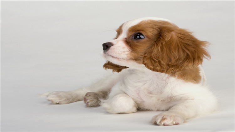 发情期母犬五个养护小常识