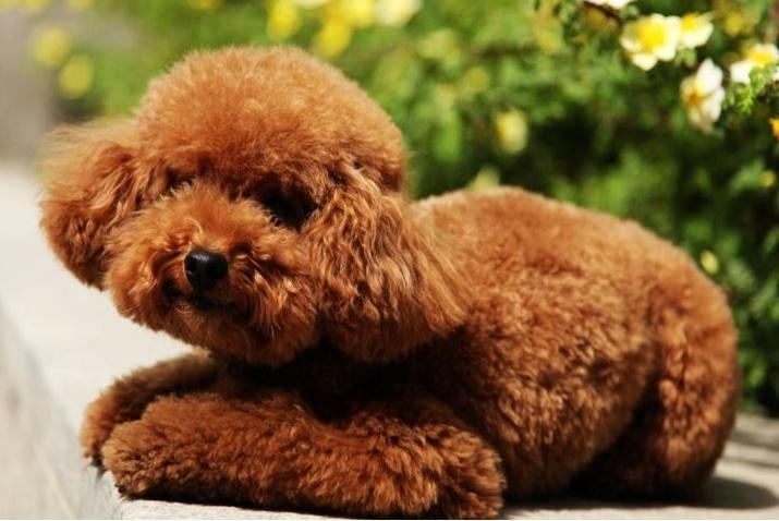 贵宾犬性格,贵宾犬咬人吗性格温和吗