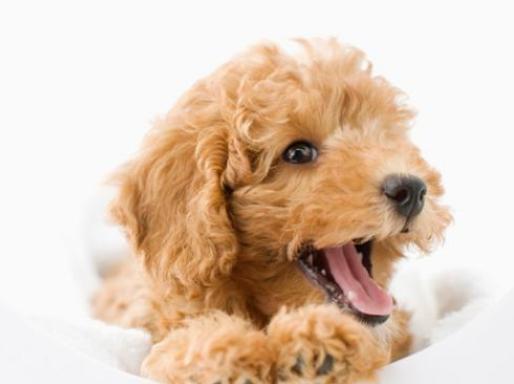 泰迪犬如何训练,泰迪犬要怎么训练